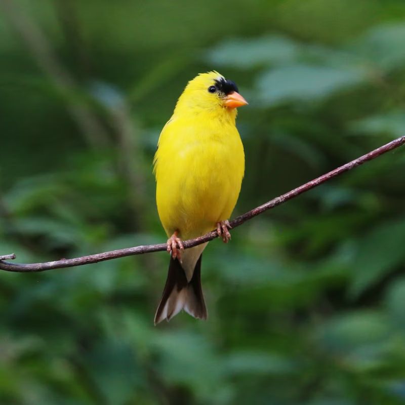 Eastern goldfinch are brilliant yellow and shiny black with a bit of white. - History By Mail