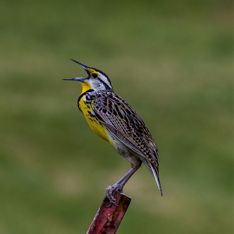 Western Meadowlarks have yellow underparts with intricately patterned brown, black, and buff upperparts. - History By Mail