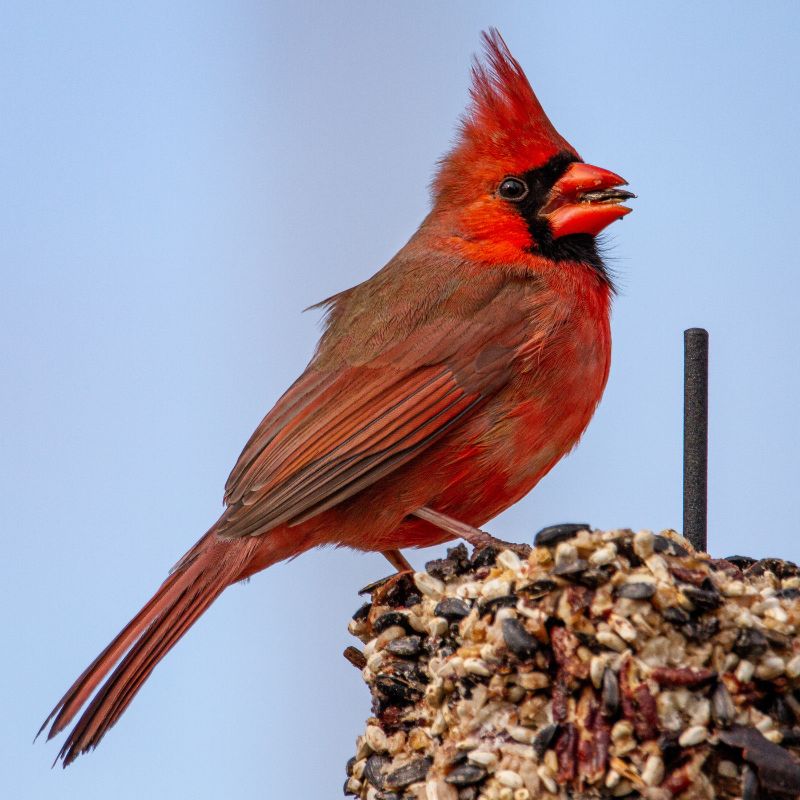 Cardinals are brilliant red all over, with a reddish bill and black face immediately around the bill. - History By Mail
