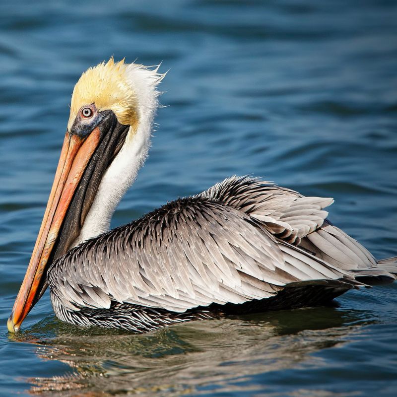 Male and female brown pelicans are similar with a white neck and head and a pale yellow forehead. - History By Mail