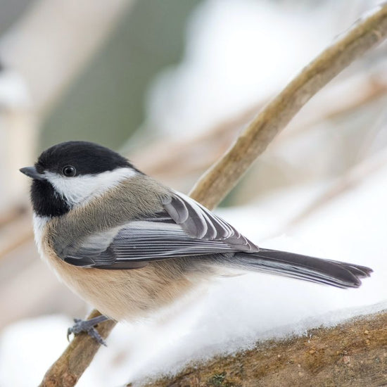 The chickadee's black cap and bib; white cheeks; gray back, wings, and tail; and whitish underside with buffy sides are distinctive. - History By Mail