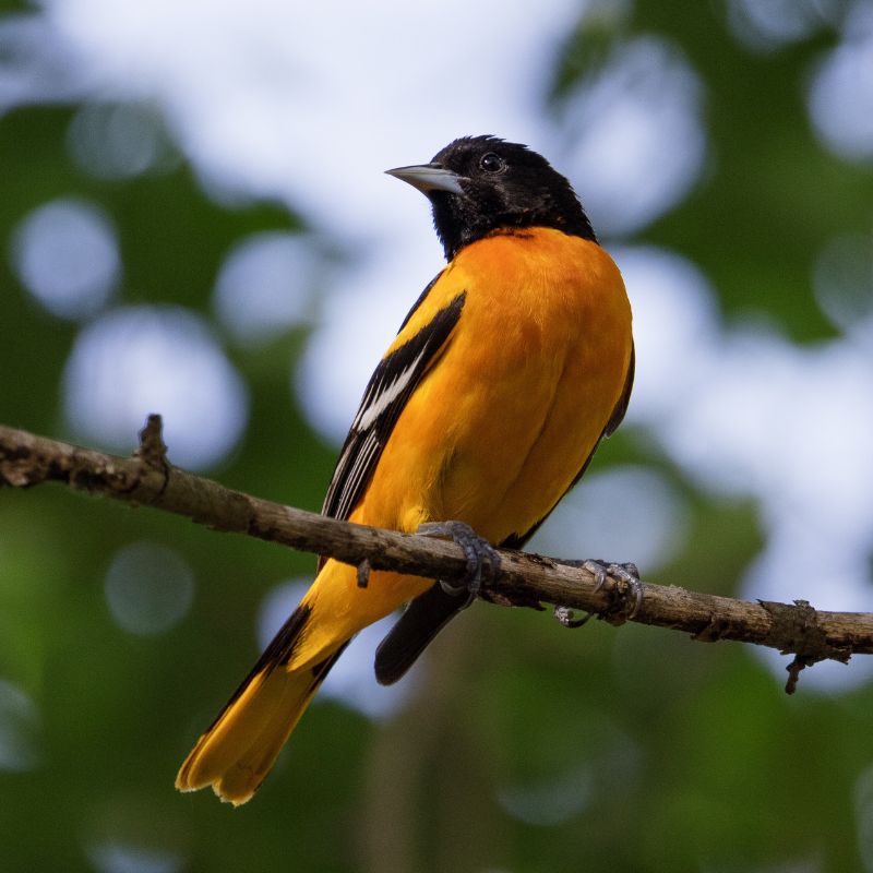 A Baltimore oriole has flame-orange and black, with a solid-black head and one white bar on its black wings. - History By Mail