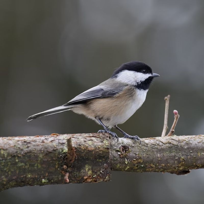 A Black-capped Chickadee is gray on its uppersides and tail and has a black cap and throat bib, white cheeks, a white chest and belly, and light brown flanks right below its wings. - History By Mail