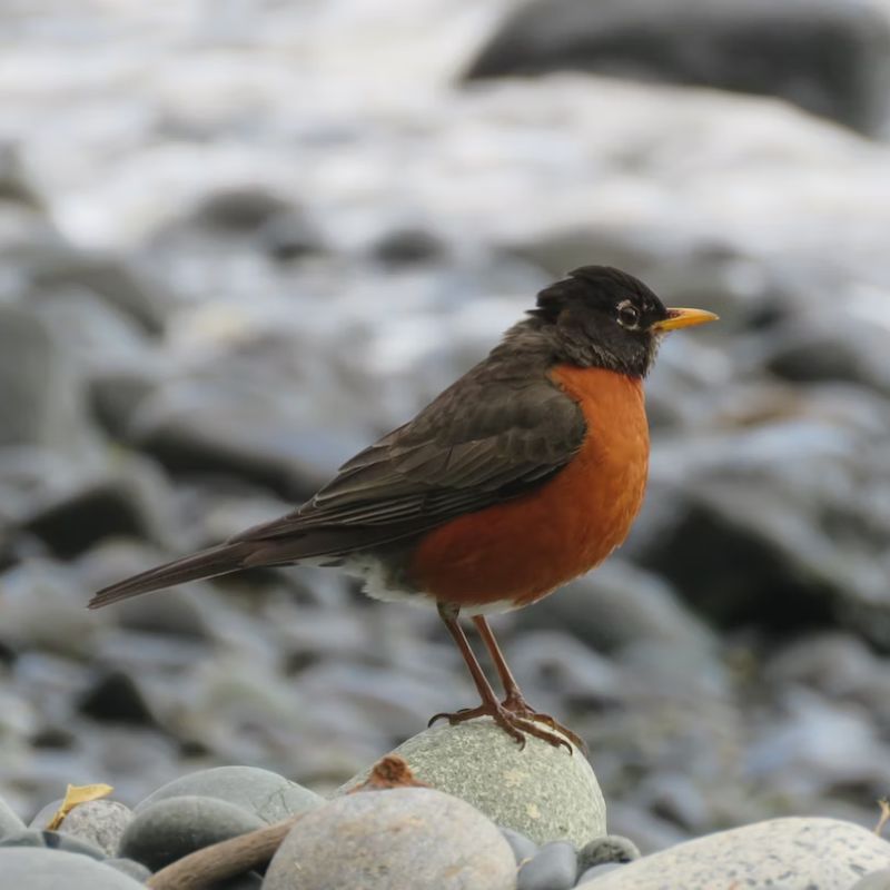 American Robins are gray-brown birds with warm orange underparts and dark heads. - History By Mail