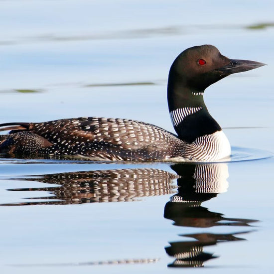 Common loons have a black head and bill, a black-and-white spotted back, red eyes, and a white breast. - History By Mail