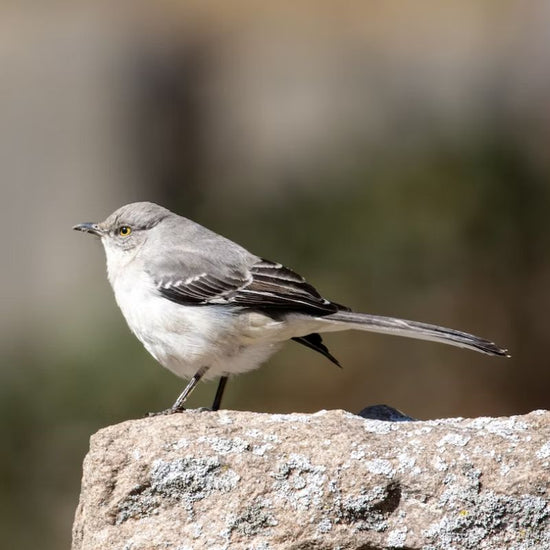 Mockingbirds are overall gray-brown, paler on the breast and belly, with two white wing bars on each wing. - History By Mail