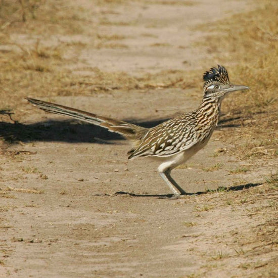 The roadrunner is a large, slender, black-brown, and white-streaked ground bird with a distinctive head crest. - History By Mail