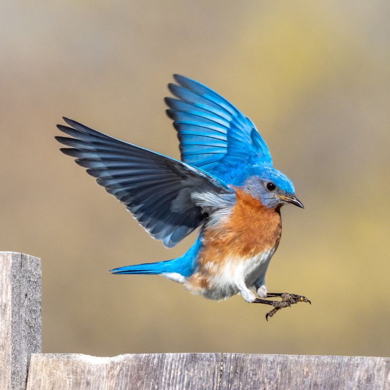 Male Eastern Bluebirds are vivid, deep blue above and rusty or brick-red on the throat and breast. - History By Mail