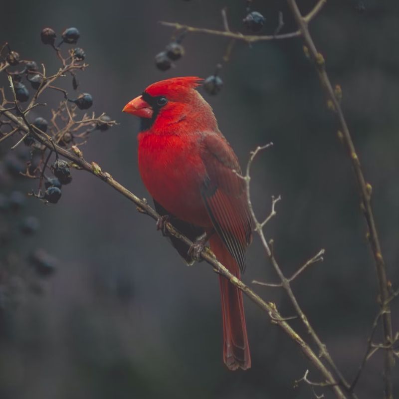 Male cardinals are brilliant red all over, with a reddish bill and black face immediately around the bill. - History By Mail