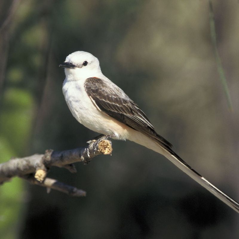 Scissor-tailed flycatchers are pale gray birds with blackish wings and black tails with white edges. - History By Mail
