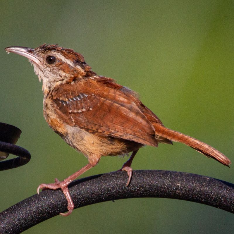The Carolina Wren is a small but chunky bird with a round body and a long tail that often cocks upward. - History By Mail