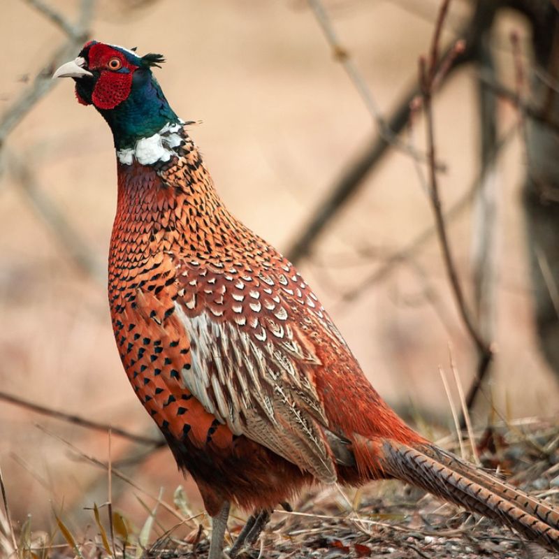 Ring-necked Pheasant is a large, chicken-like bird with a long, pointed tail. - History By Mail