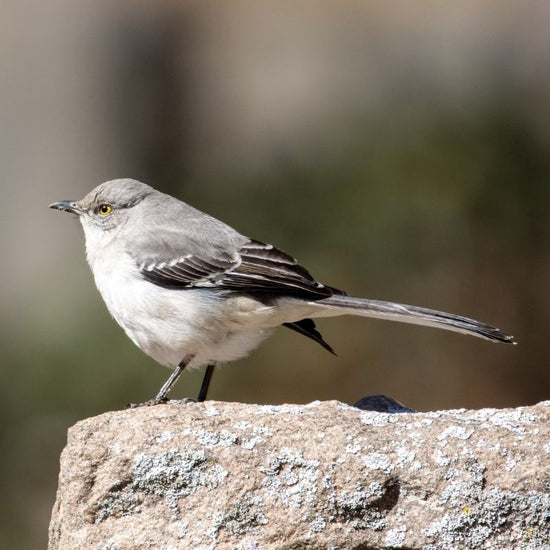 Mockingbirds have gray-brown feathers on their heads and backs, with pale undersides and long tails that stick out while flying. - History By Mail