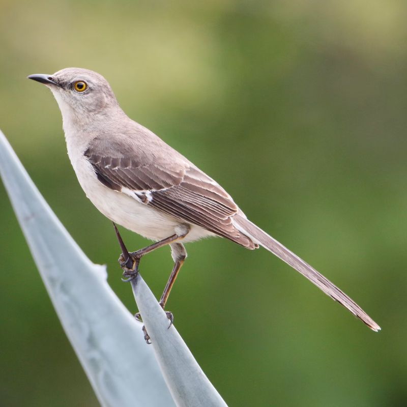 Mockingbirds have small heads, a long, thin bill with a hint of a downward curve, and long legs. - History By Mail