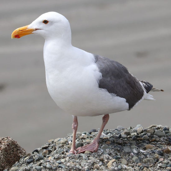 California Gulls are white-headed gulls with a medium gray back, yellow legs, and dark eyes. - History By Mail