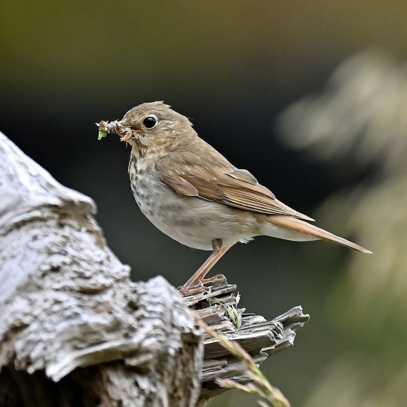 The Hermit Thrush is rich brown on the head and back, with a distinctly warm, reddish tail. - History By Mail