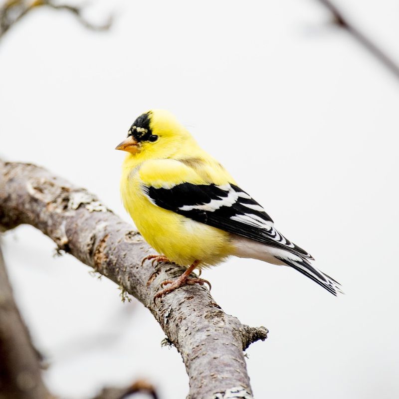 Willow goldfinch is typically bright yellow and shiny black in color with a little bit of white thrown in. - History By Mail