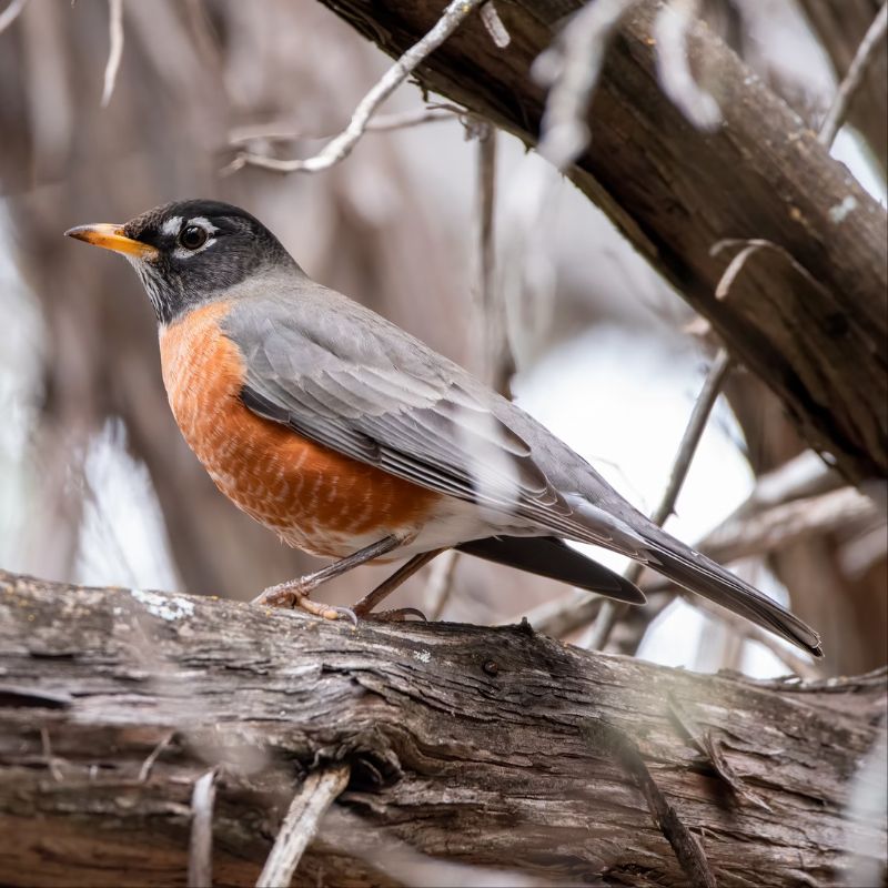 American Robins are gray-brown birds with warm orange underparts and dark heads. - History By Mail