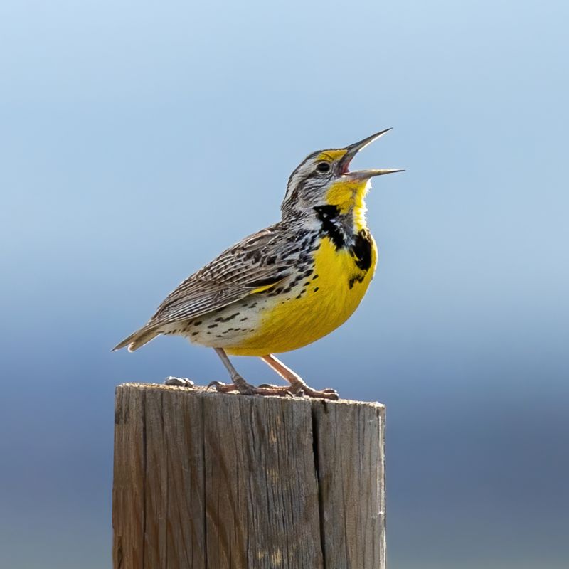Western Meadowlarks have yellow underparts with intricately patterned brown, black, and buff upperparts. - History By Mail