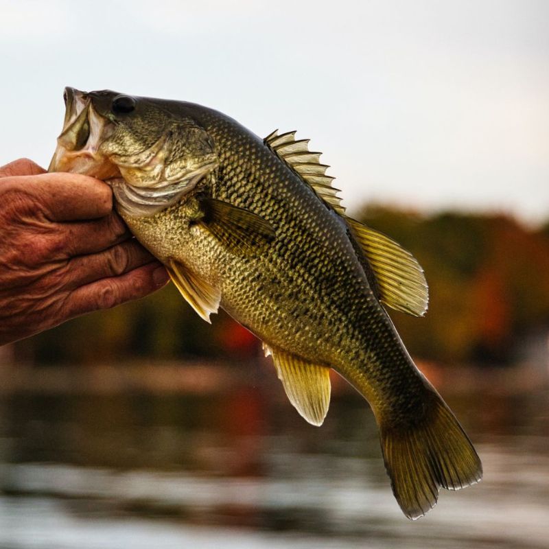 North Alabama Trivia - Alabama Trivia Questions, Answers & Facts ...