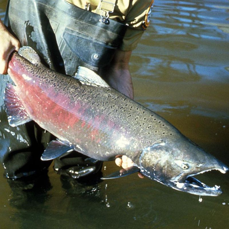 The King Salmon have a blueish-green back with silvery sides and a white belly and black spots on the back and tail and silver splashes in the tail. - History By Mail