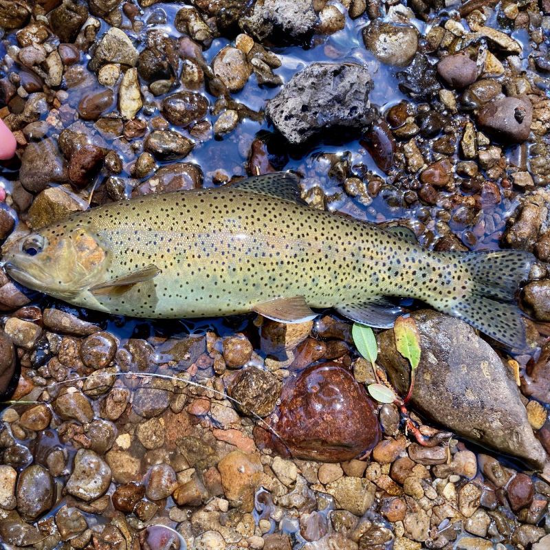 Apache Trout are yellow-gold in color along their sides and dark olive on their backs. - History By Mail