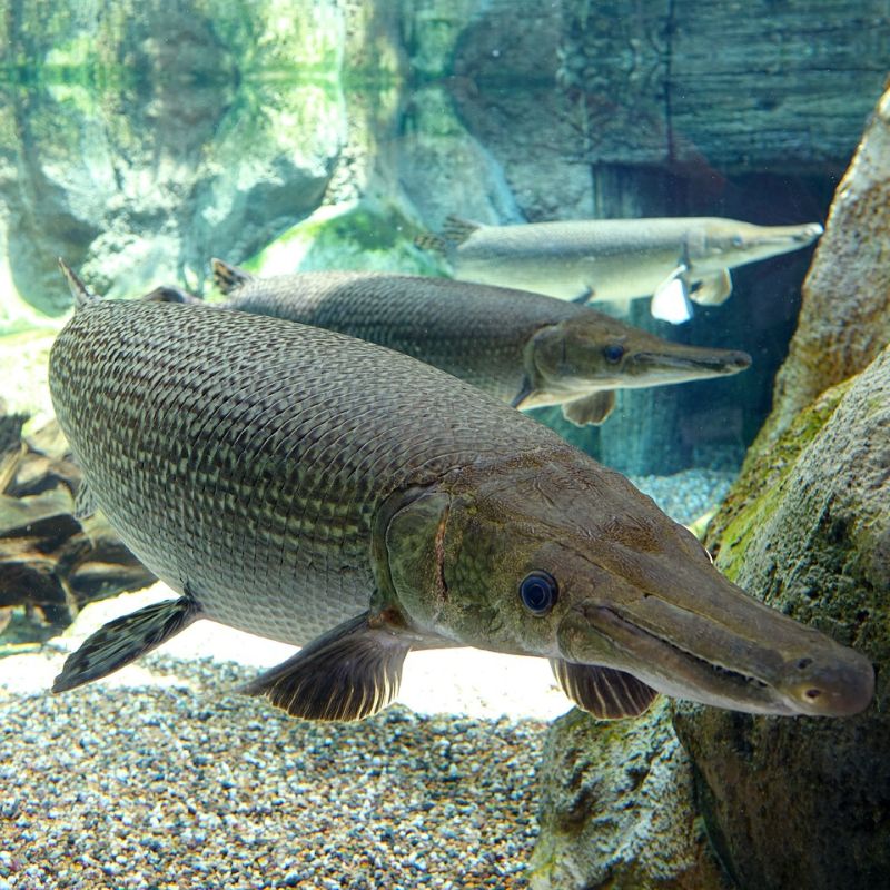Alligator Gar has a torpedo-shaped body in olive brown and comes armored with glistening scales. - History By Mail