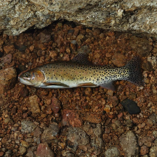 Greenback Cutthroat Trout has red coloration in the area of the lower jaw and throat. - History By Mail