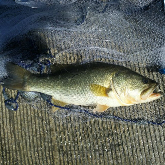 The Florida largemouth bass has an elongated body and a large mouth, with the upper jaw extending past the eye in the adult. - History By Mail
