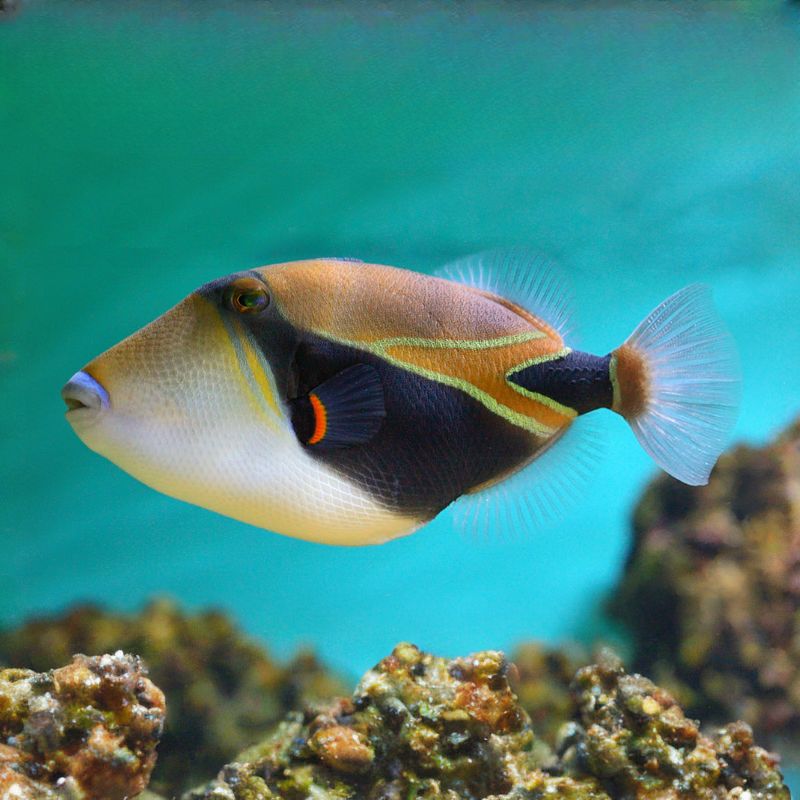 Reef triggerfish is distinguished by its angular body, distinctive color pattern, fin arrangement, and characteristic dorsal spine. - History By Mail
