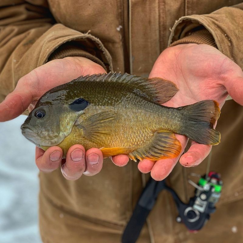 The bluegill has a compressed, saucer-shaped body. - History By Mail
