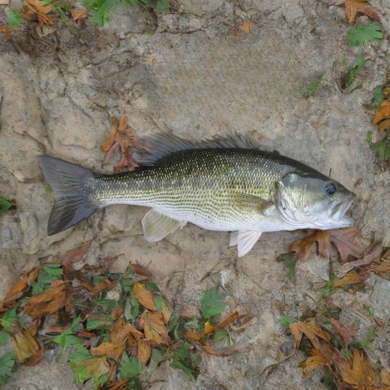 A Kentucky spotted bass has horizontal rows of small black spots on the adult's lower side. - History By Mail
