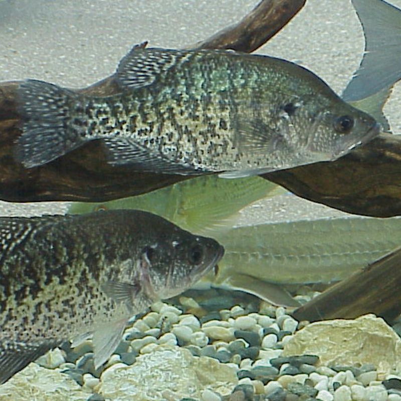 White crappies have five or six dorsal spines and are usually shaded with dark vertical bars. - History By Mail