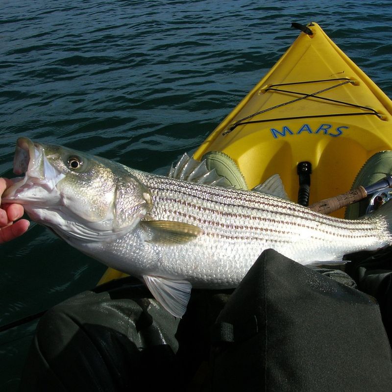 Striped bass have stout bodies with seven to eight continuous horizontal stripes on each side, from their gills to their tail. - History By Mail