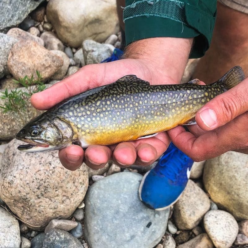 Brook trout's dark, olive-green back has pale, worm-like markings. - History By Mail