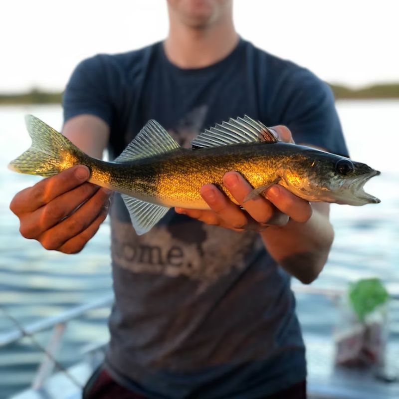 Mn Native Fish Minnesota's State Trivia and History | History By Mail – History by Mail