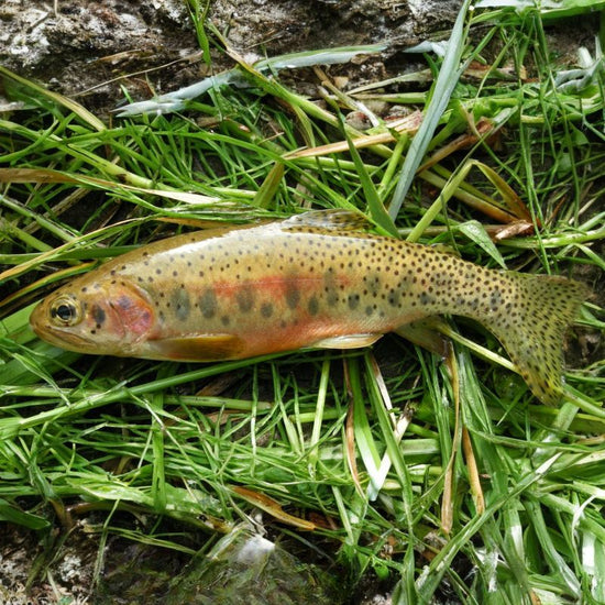 A Westslope cutthroat trout has skin that has small dark freckle-like spots clustered towards the tail and is mostly orange-hued. - History By Mail