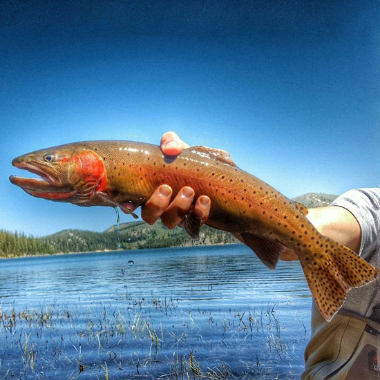 Lahontan Cutthroat Trout have a faint rosy-pink band along the lateral line, cutthroat slashes, darker coloration dominated by copper to green hues, and numerous body spots. - History By Mail