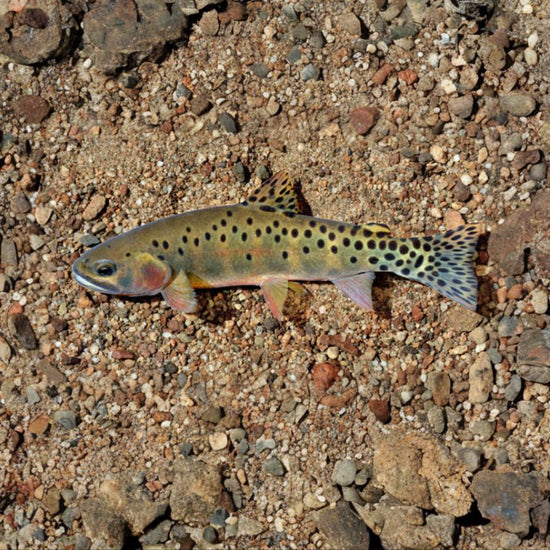 Rio Grande cutthroat trout are brilliantly colored, with brass-colored sides transitioning to green and bronze-toned backs complete with sparse spotting patterns. - History By Mail