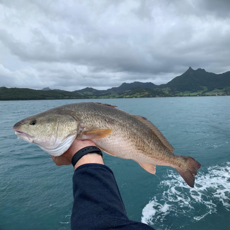 Channel bass generally have rust-colored scales along their back and sides, which earned them the common names red drums and redfish. - History By Mail