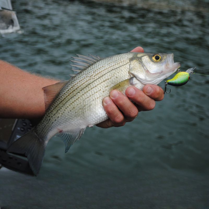 White bass are silvery-white with five to eight dusky black stripes on the sides. - History By Mail