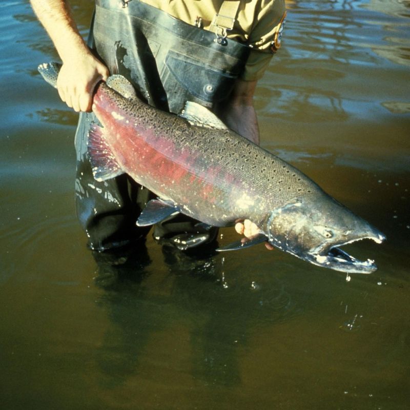 Chinook salmon are blue-green on the back and top of the head with silvery sides and white bellies. - History By Mail