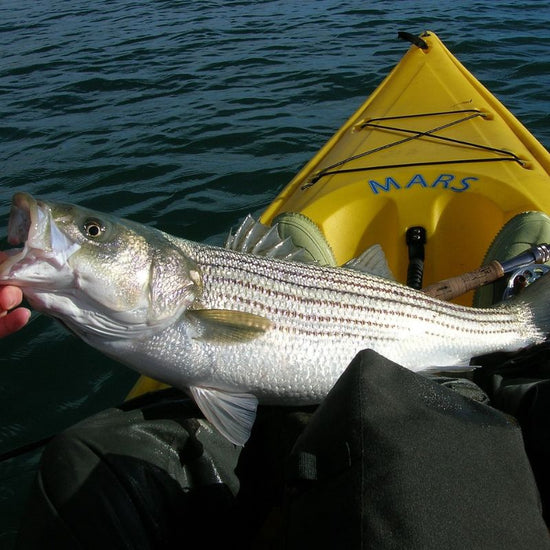 Striped bass have stout bodies with seven to eight continuous horizontal stripes on each side, from their gills to their tail. - History By Mail