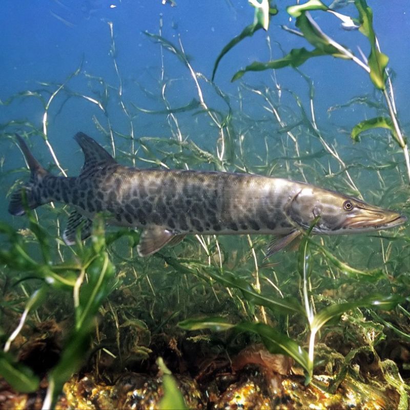 The Muskellunge fish is a light silver, green, or brown color with dark vertical stripes on the side, usually breaking into spots. - History By Mail