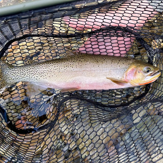 Cutthroat trouts are typically 6–16 inches long, golden yellow with profuse black spotting on the body, head, and fins, and have vivid red slash marks under each jaw bone. - History By Mail