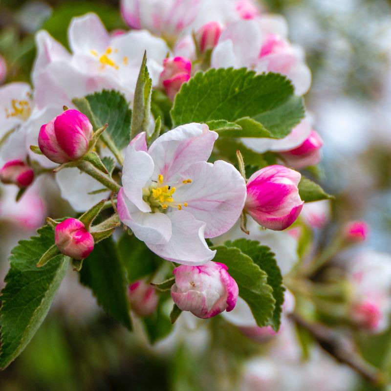 Apple blossoms are known for their white and pink color. - History By Mail