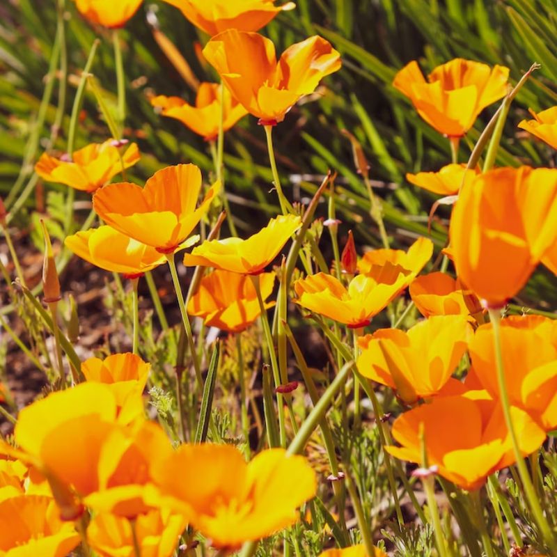 The Golden Poppy is bright orange or yellow or, most often, orange at the center and yellow at the edge. - History By Mail