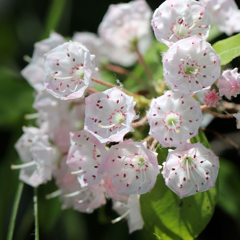 The blossoms of mountain laurel form five-sided, cuplike blooms that grow in clusters. - History By Mail