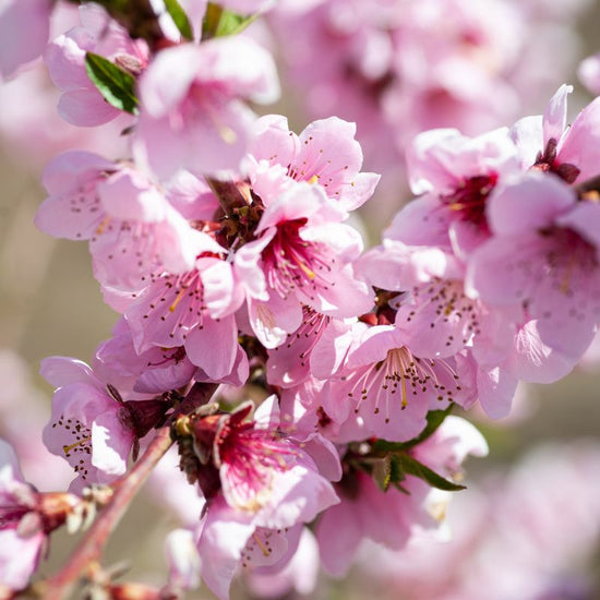 A Peach Blossom consists of five pink delicate and paper-like petals with several stringy stamens toward its center. - History By Mail