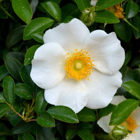 The Cherokee Rose is characterized by its elegant and abundant white flowers. - History By Mail